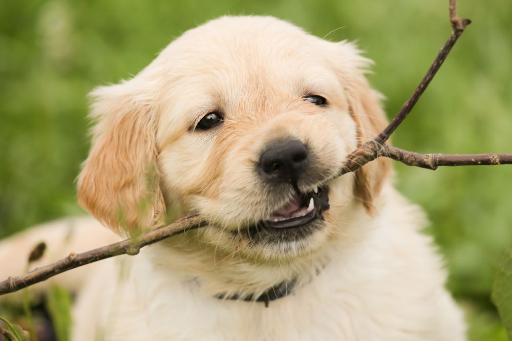 xr:d:DAGCd GCuKA:,j:,t: