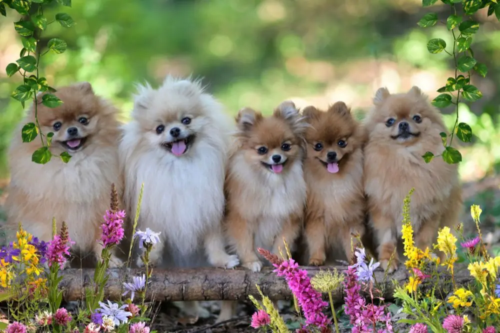 xr:d:DAF uGjizR:,j:,t: