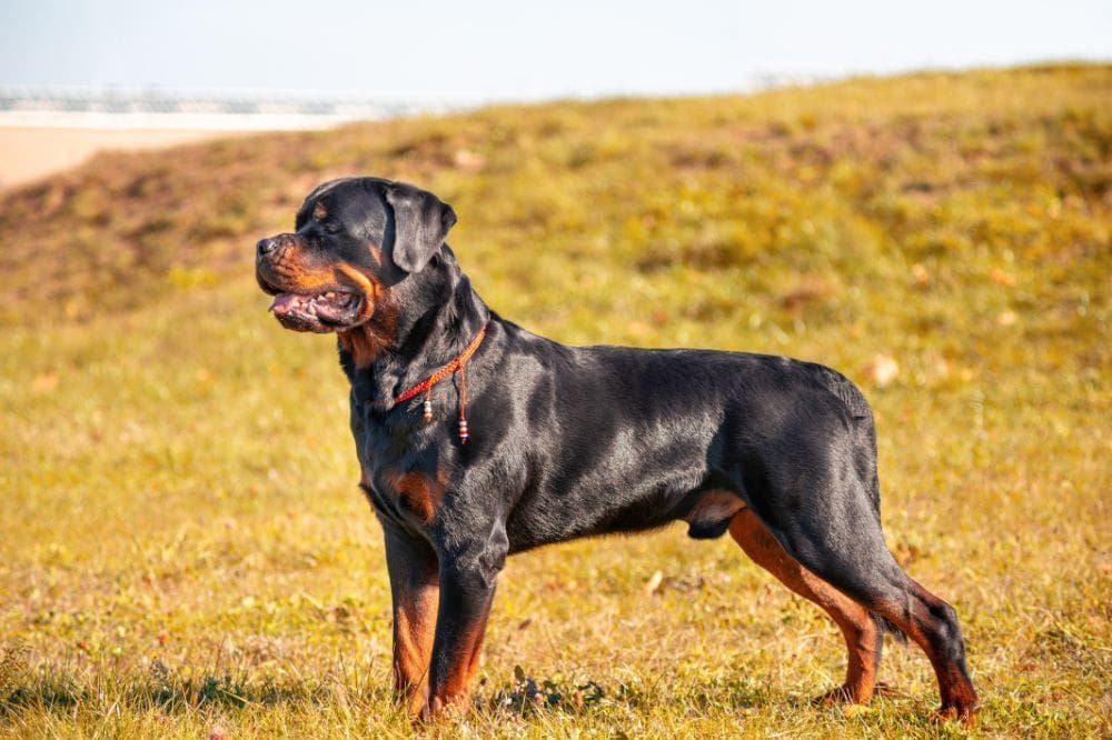 Robustesse et force physique distinctive