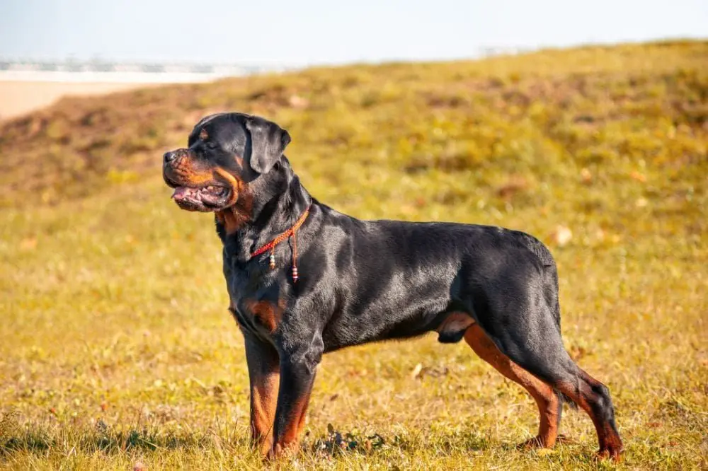 Meilleure alimentation pour le Rottweiler : guide complet pour une diète saine et naturelle