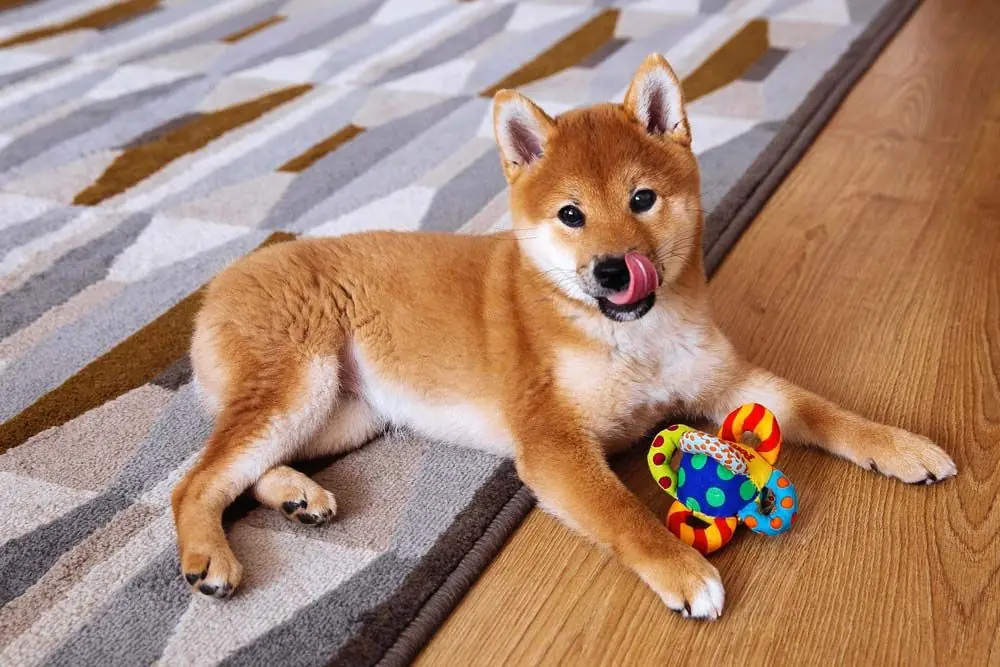 Shiba Inu adopter