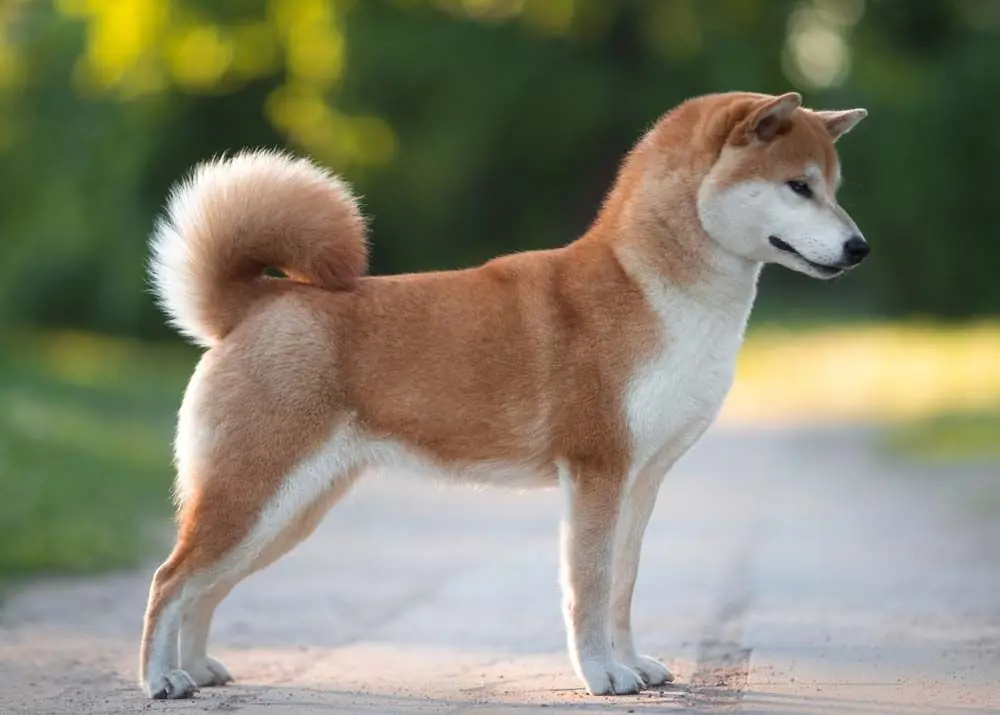 Shiba Inu caracteristiques physiques