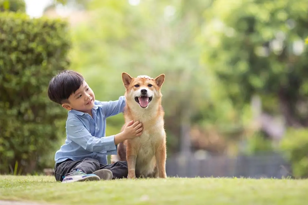 Shiba Inu enfants