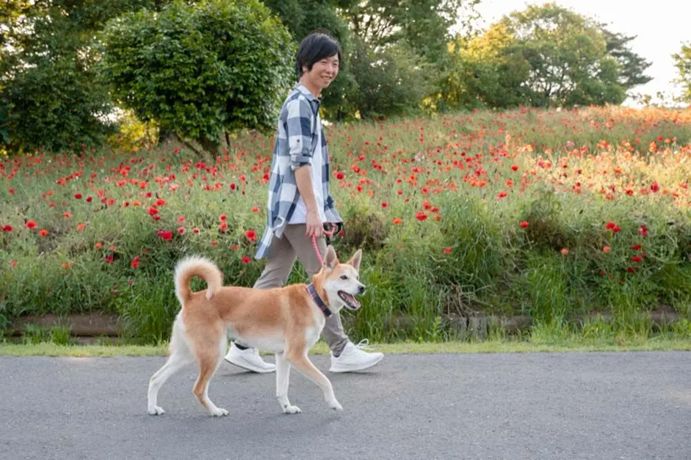 Shiba inu faire une promenade