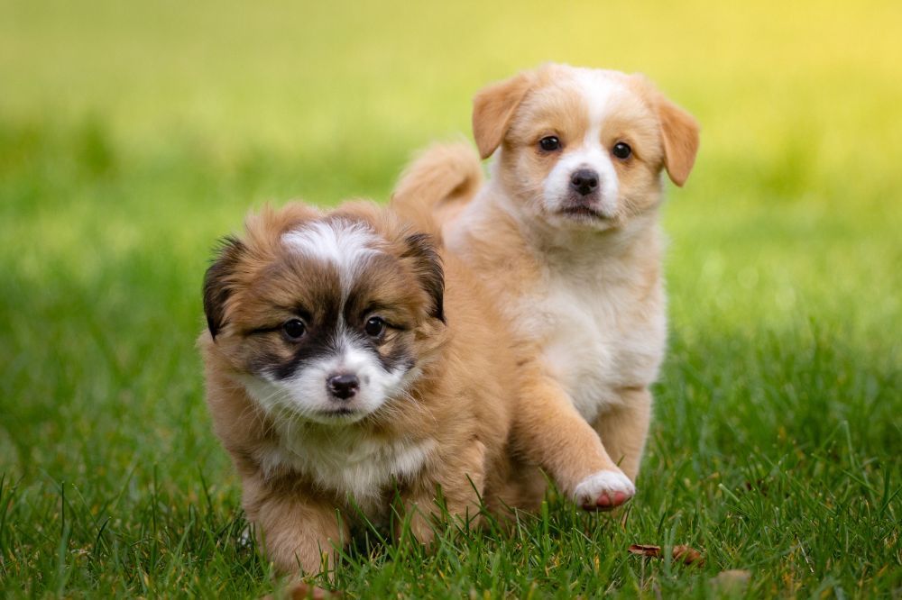 Socialización de los cachorros