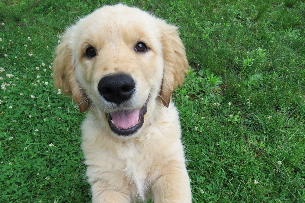 Socializar a tu perro