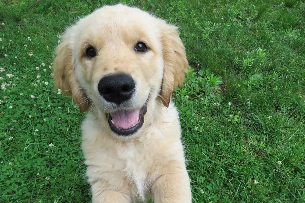 Socializar a tu perro