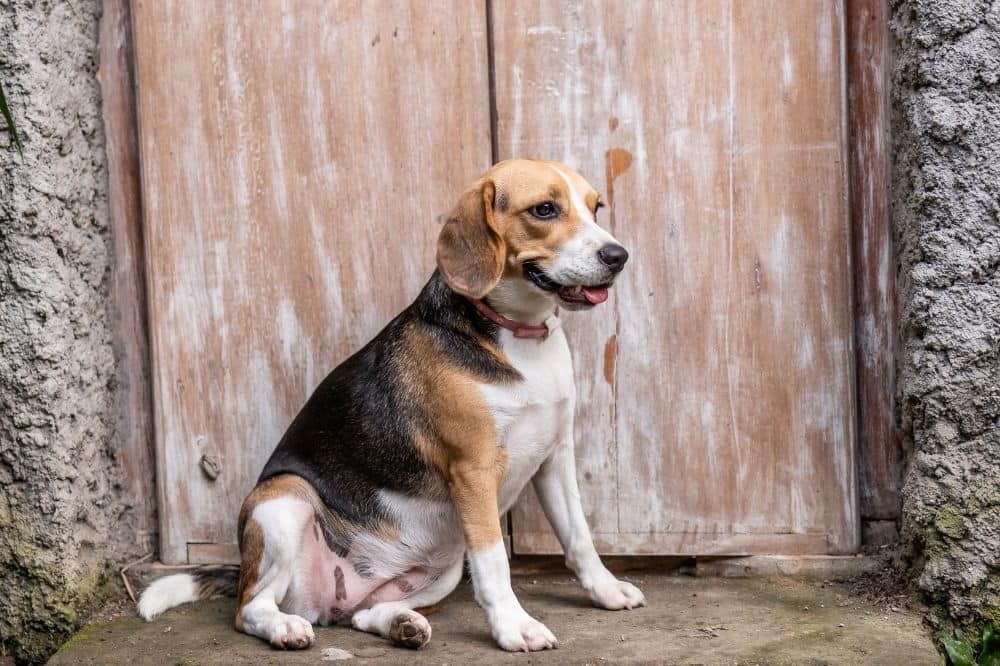 Sperimentano cambiamenti nella loro pelliccia