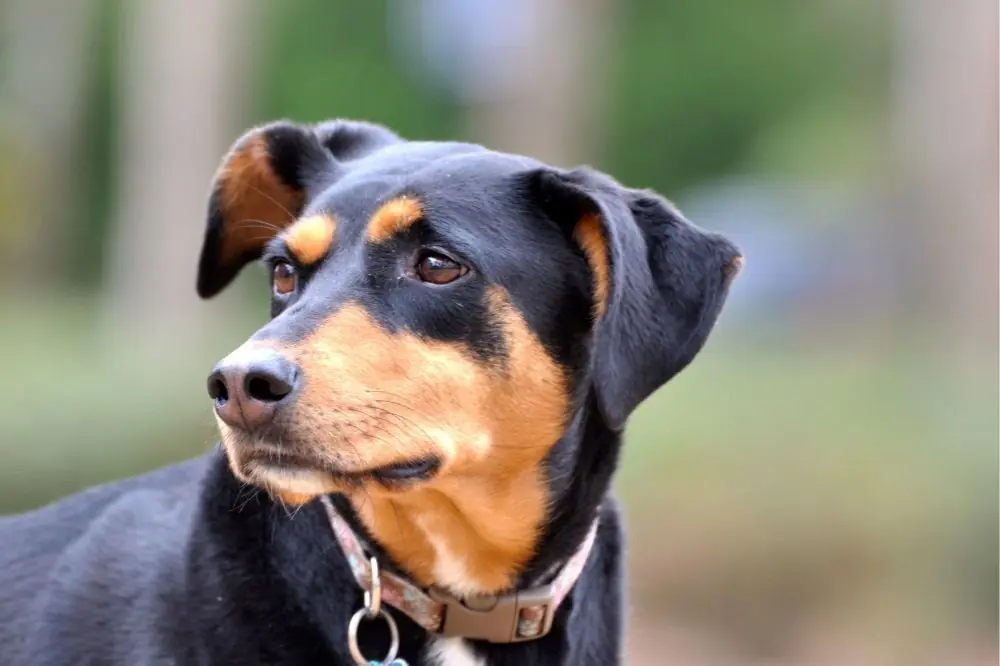 Meilleure alimentation pour le Doberman