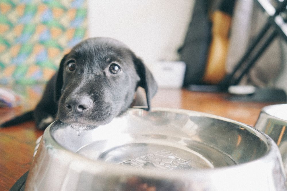 Tamaño y altura del comedero