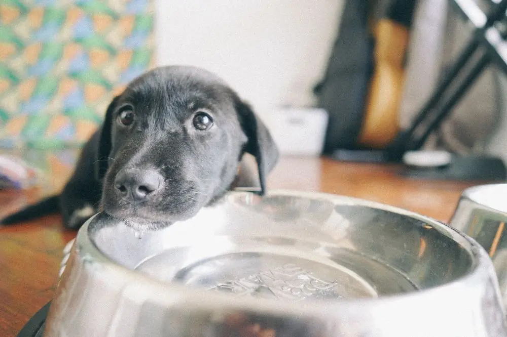 Tamaño y altura del comedero