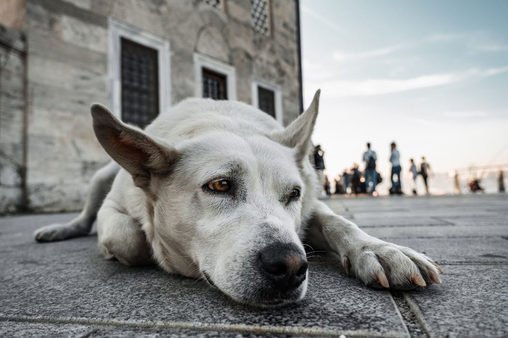 Tips para socializar a tu perro