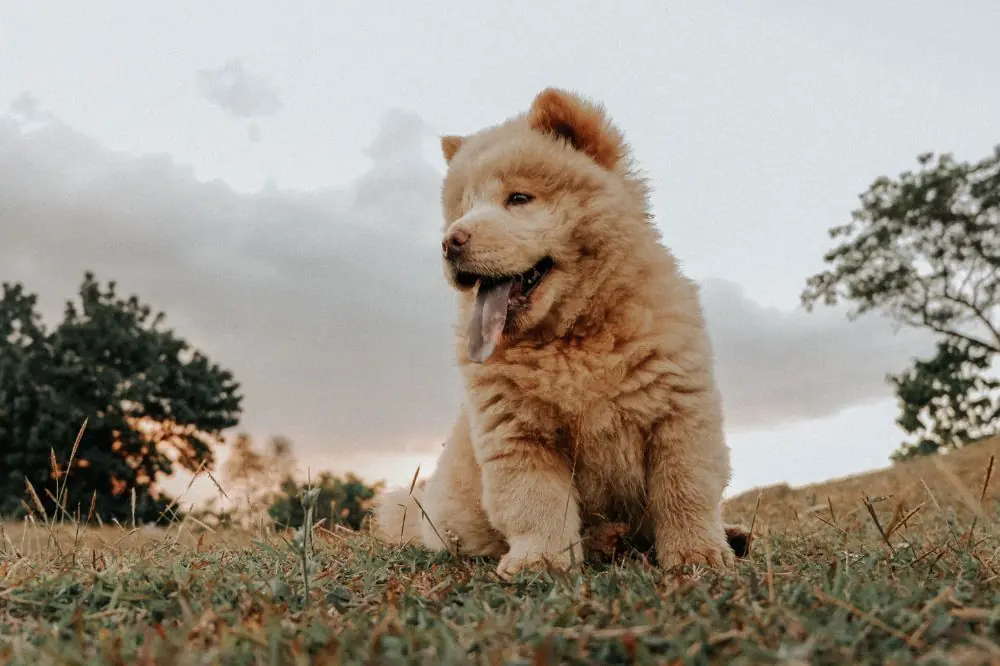 Meilleure alimentation pour le Chow Chow : guide complet pour une diète saine et naturelle