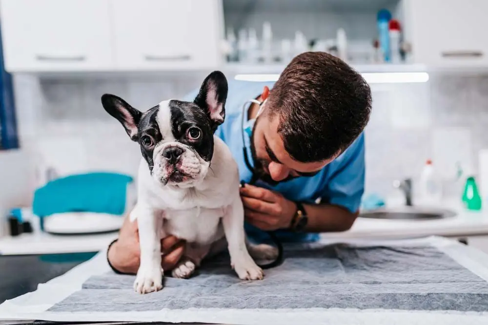 bouledogue francais