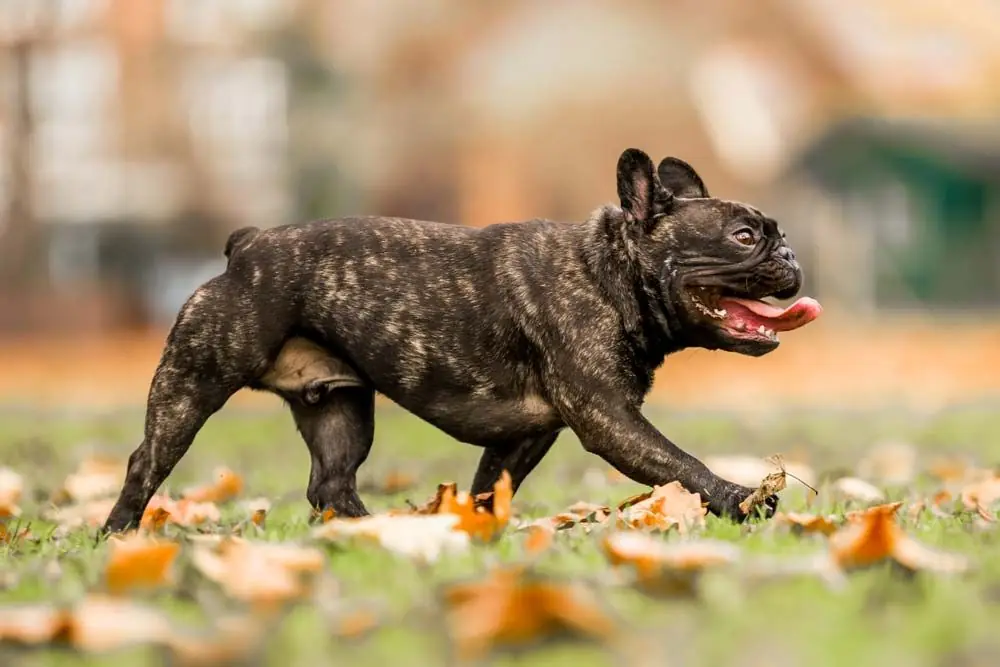 bouledogue francais