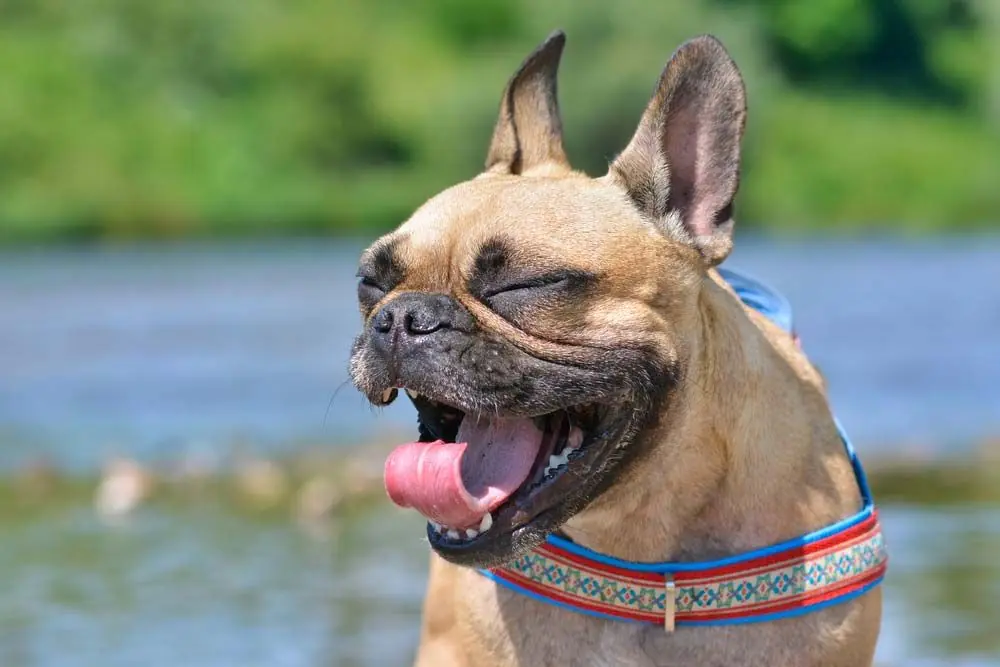 bouledogue francais