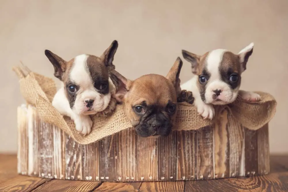 bouledogue francais