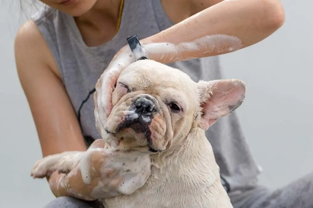 bouledogue francais