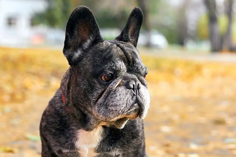 bouledogue francais