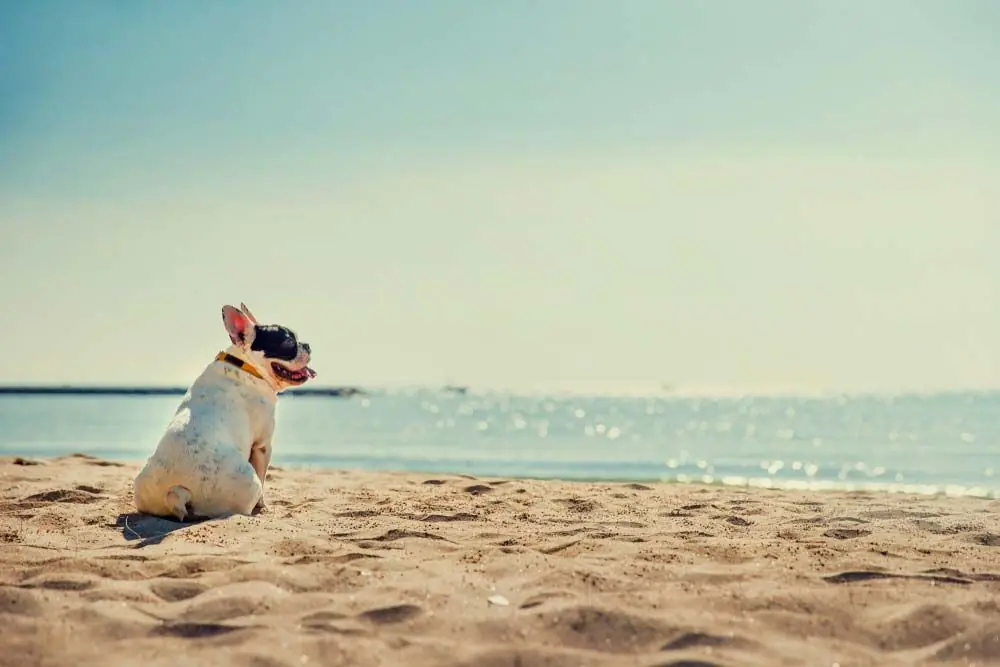 bouledogue francais
