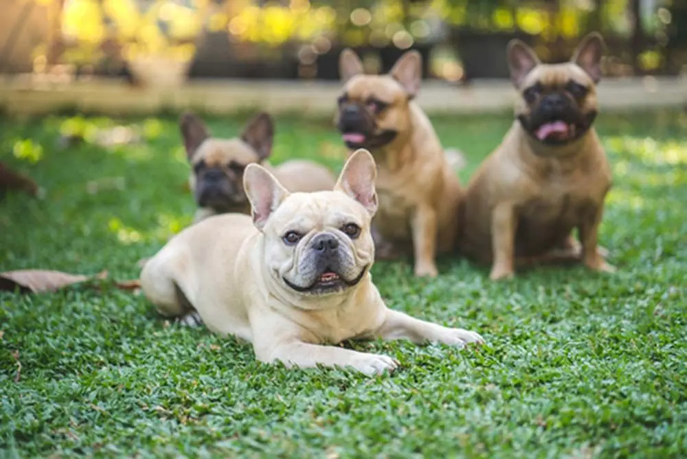 bouledogue francais