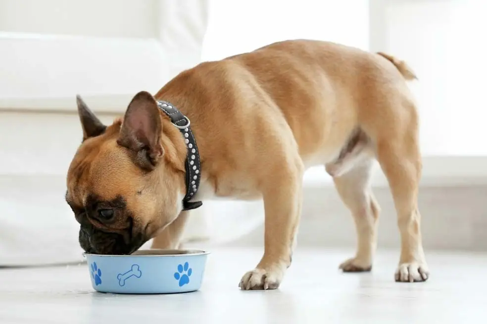 bouledogue francais