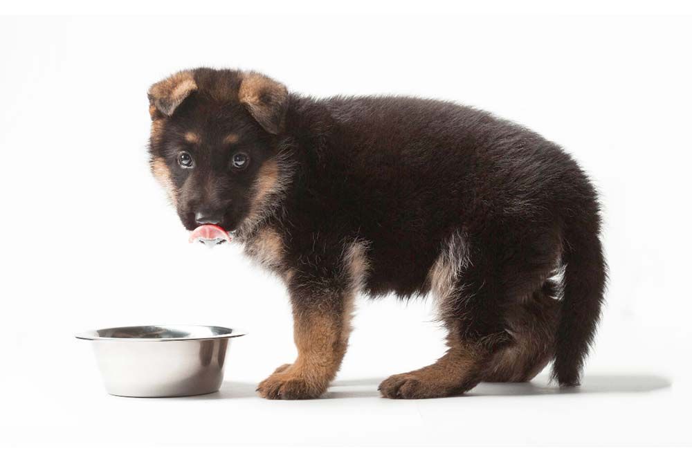 nourriture pour chiots berger allemand