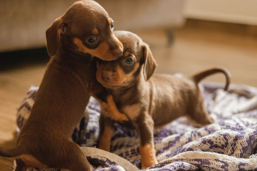 xr:d:DAGCFKmirQ:,j:,t: