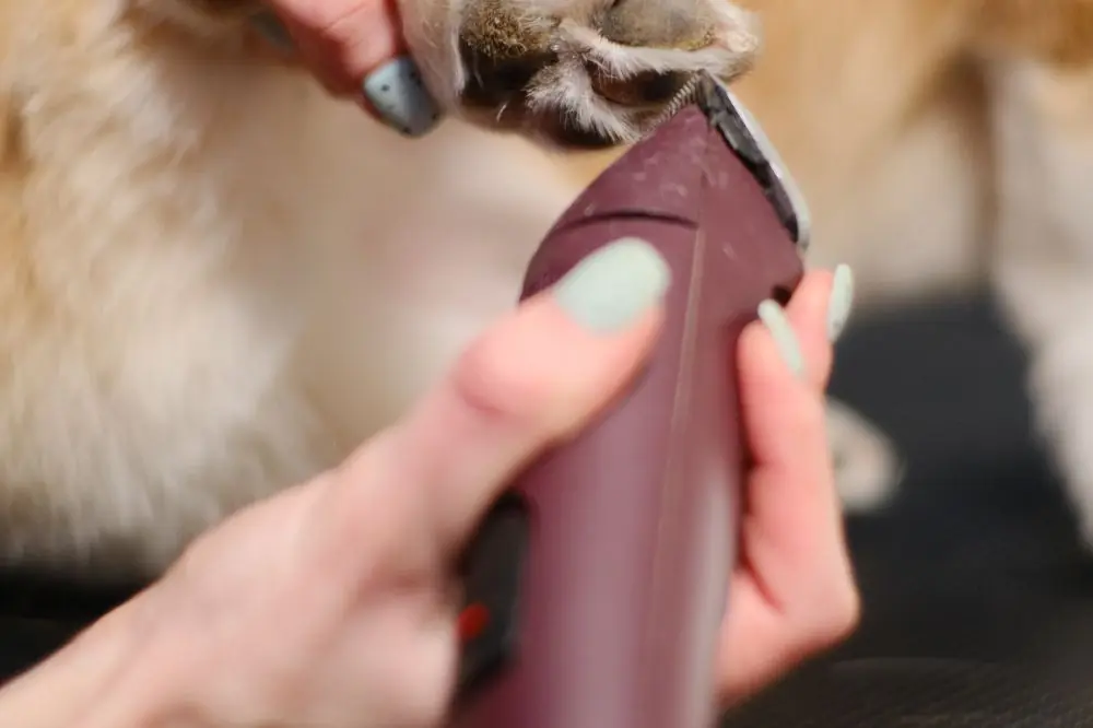 ¿Por qué es importante cuidar las uñas de tu perro?