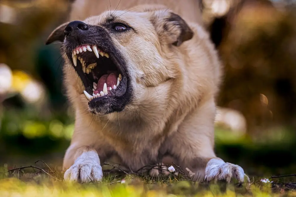 ¿Por qué es importante el cuidado dental en los perros?