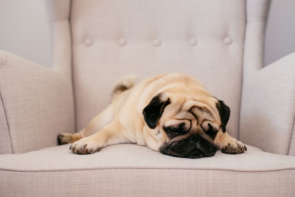 ¿Qué es la ansiedad por separación en perros?