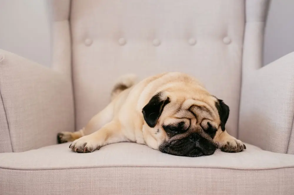 ¿Qué es la ansiedad por separación en perros?