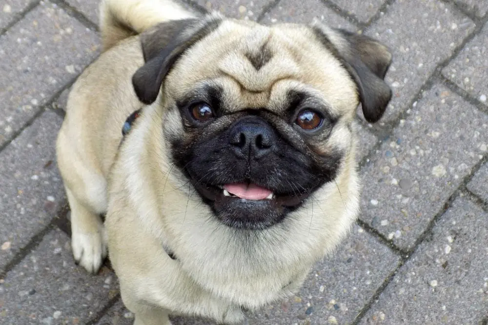 Guide sur le chiot Carlin: socialisation, soins et alimentation