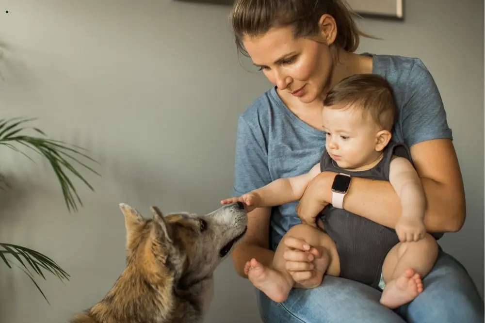 Cómo preparar a tu perro para la llegada de un nuevo bebé a casa 