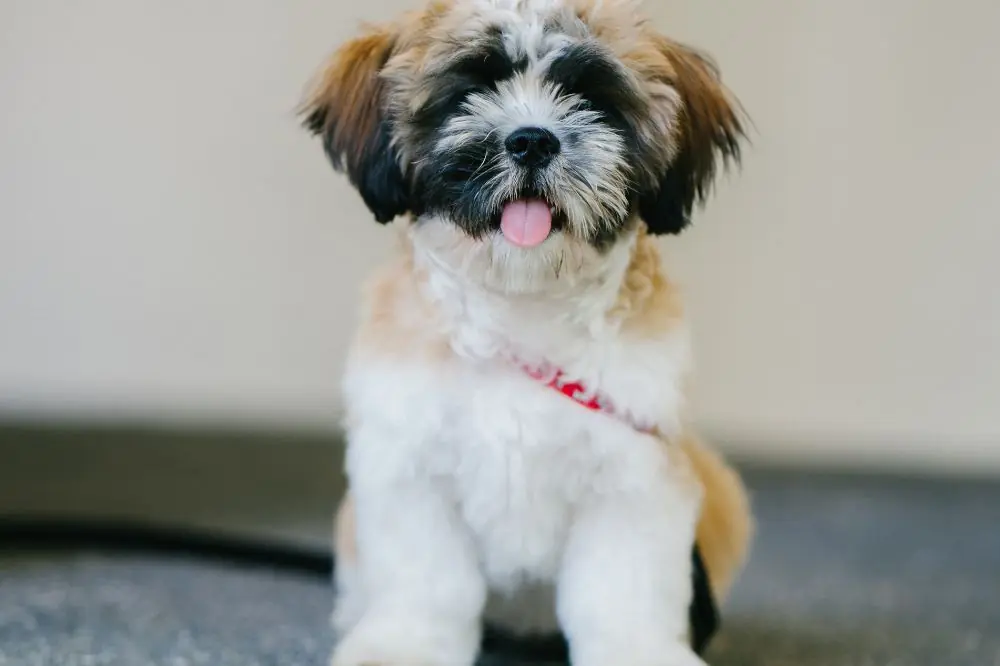Guide sur le chiot Shih Tzu: socialisation, soins et alimentation
