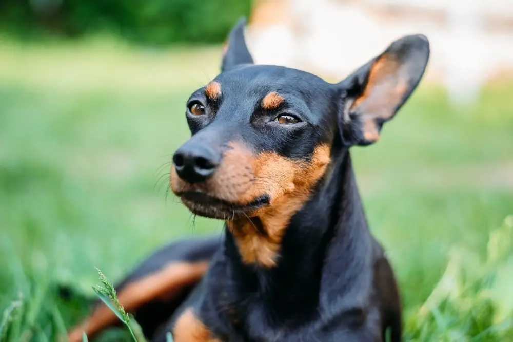 Pinscher Miniatura o Dobermann Pinscher: caratteristiche, cure e carattere