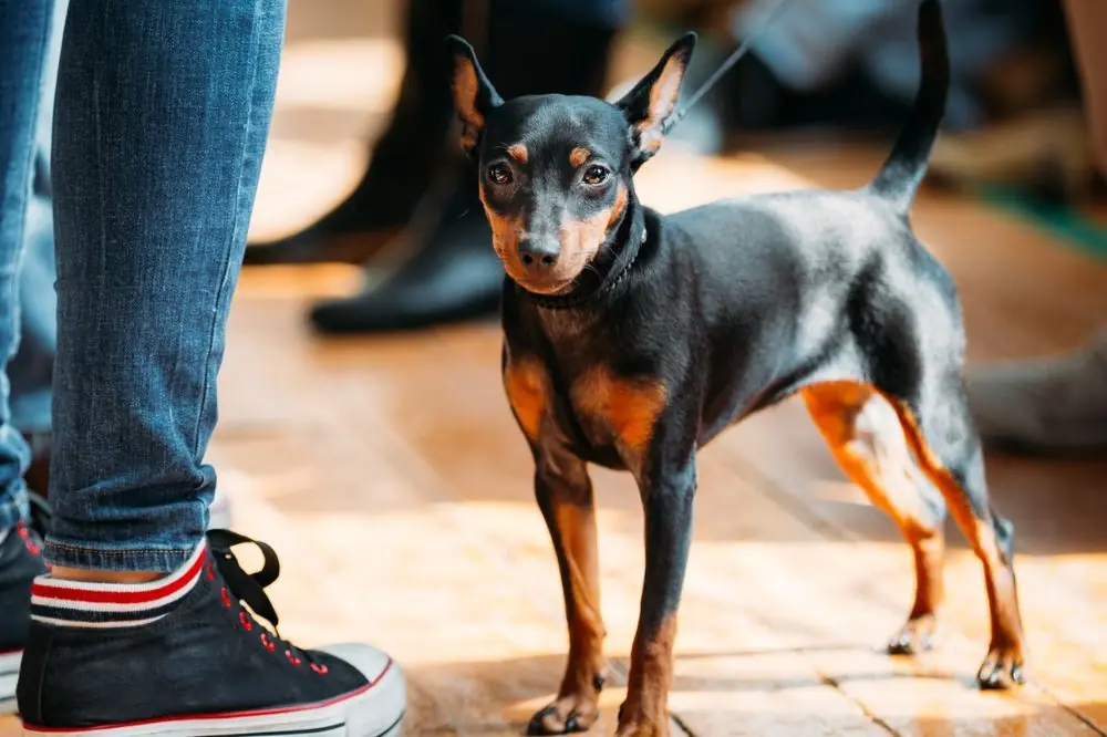 Mejor alimentación para el Pinscher Miniatura