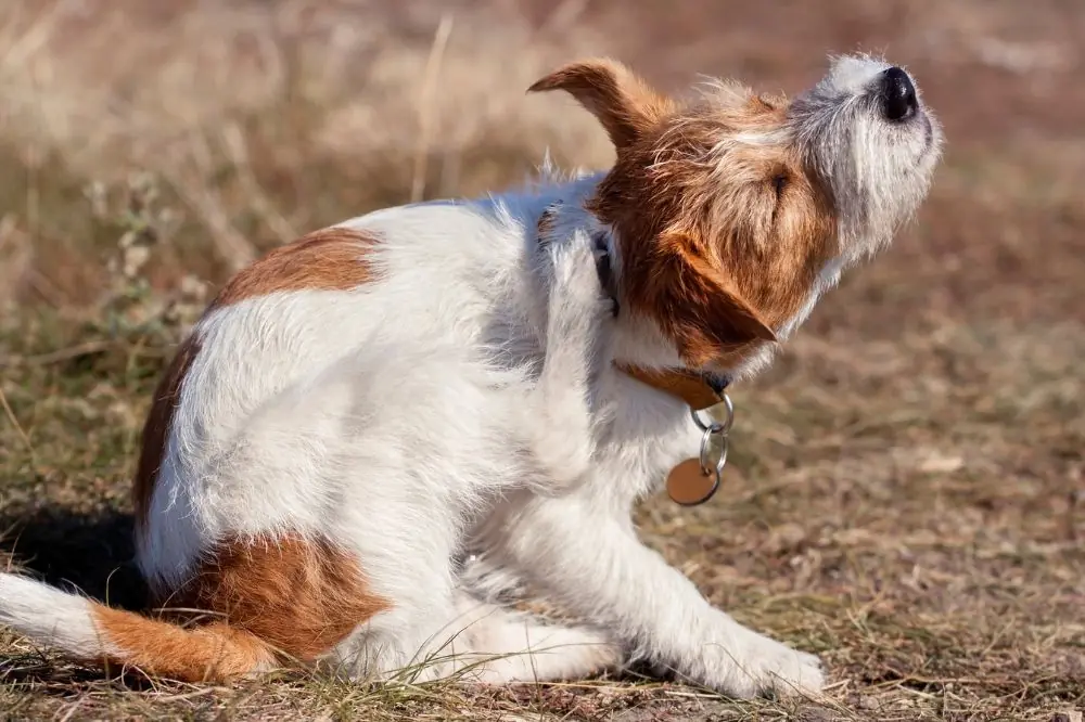 Qué hacer si tu perro sufre una picadura de insecto   