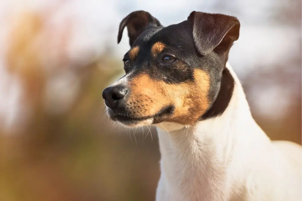 Guida al cucciolo di Ratonero Bodeguero: socializzazione, cure e