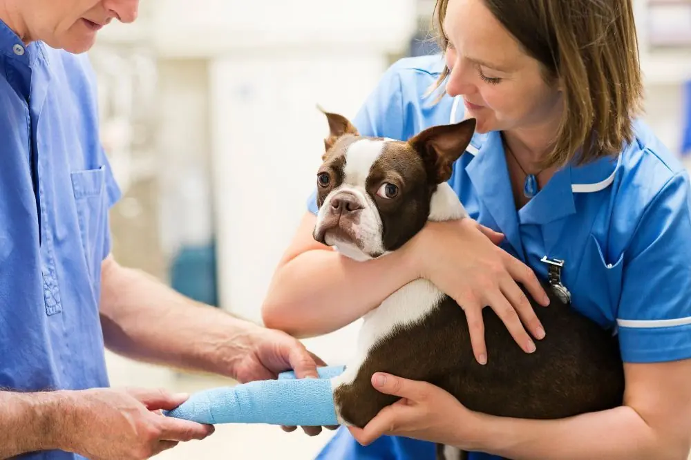 Ataxia en perros: causas y tratamiento para prevenir y combatirla