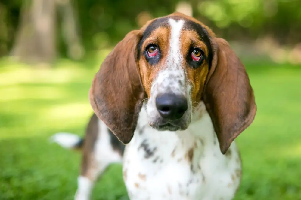 Mejor alimentación para Basset Hound