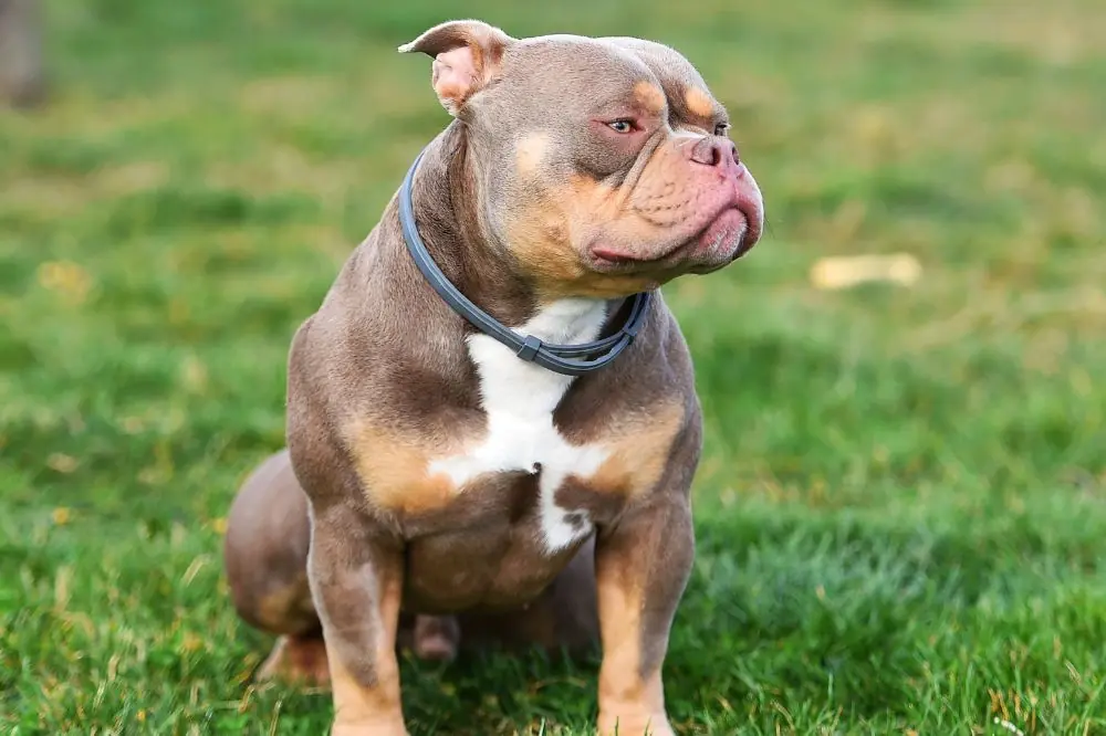 Mejor alimentación para American Bully