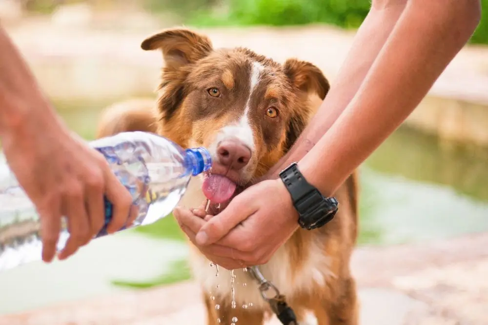 Cómo fomentar el comportamiento positivo en perros rescatados