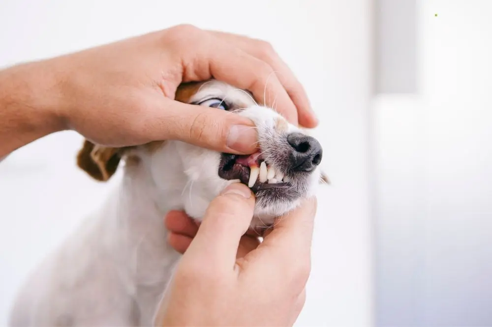 Cómo prevenir la formación de placa dental en perros 