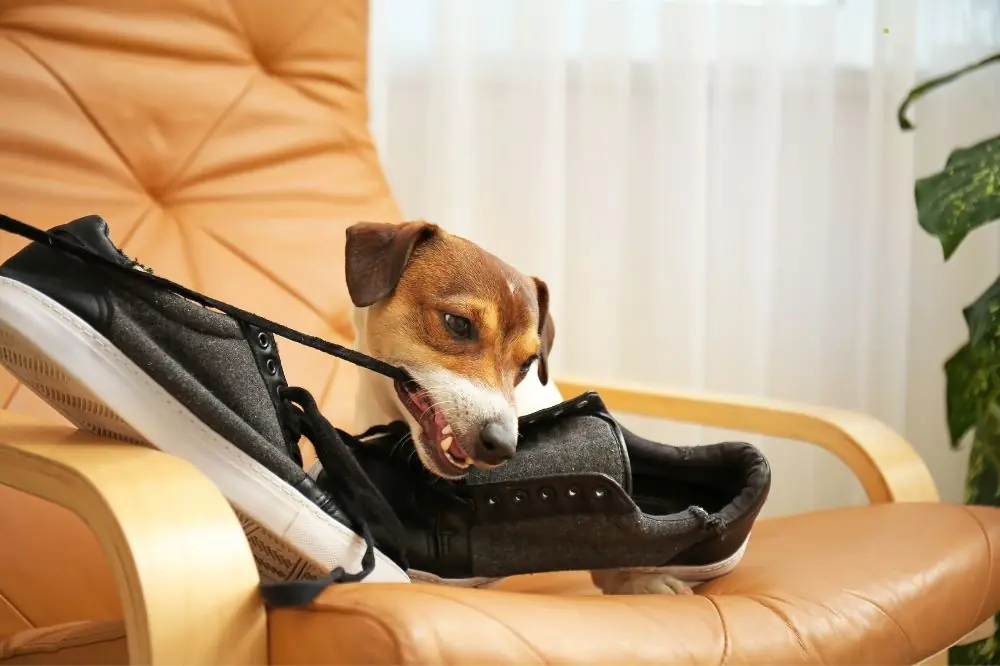 Curiosità sul Jack Russell Terrier