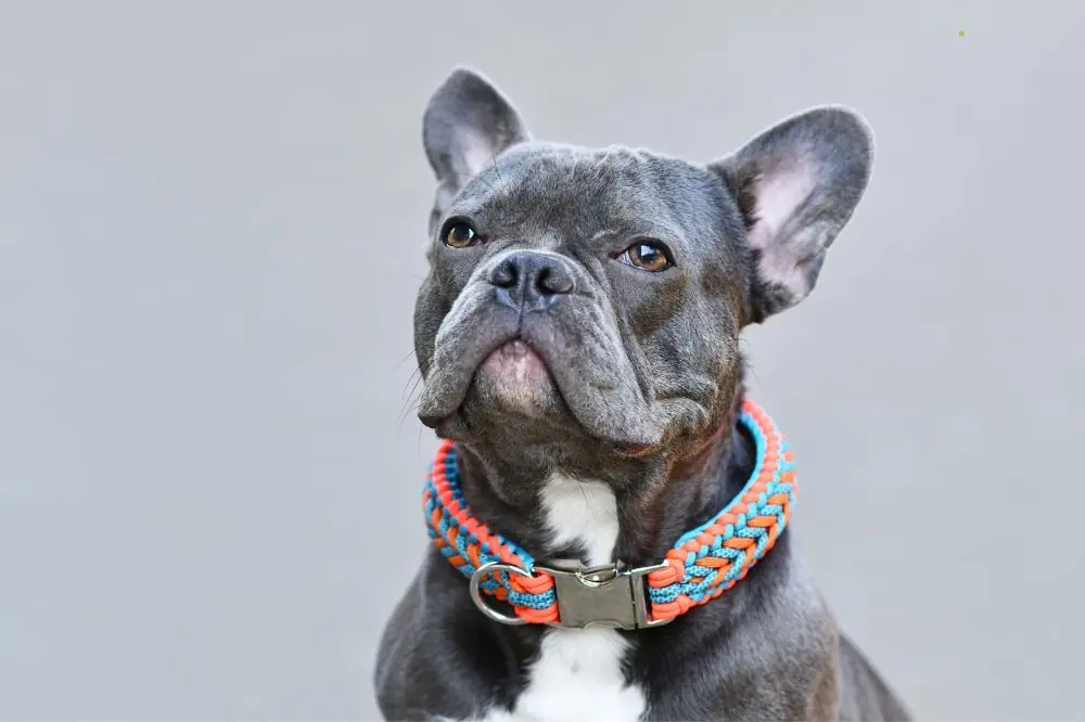 Cómo elegir el mejor collar para tu perro según su raza y tamaño 