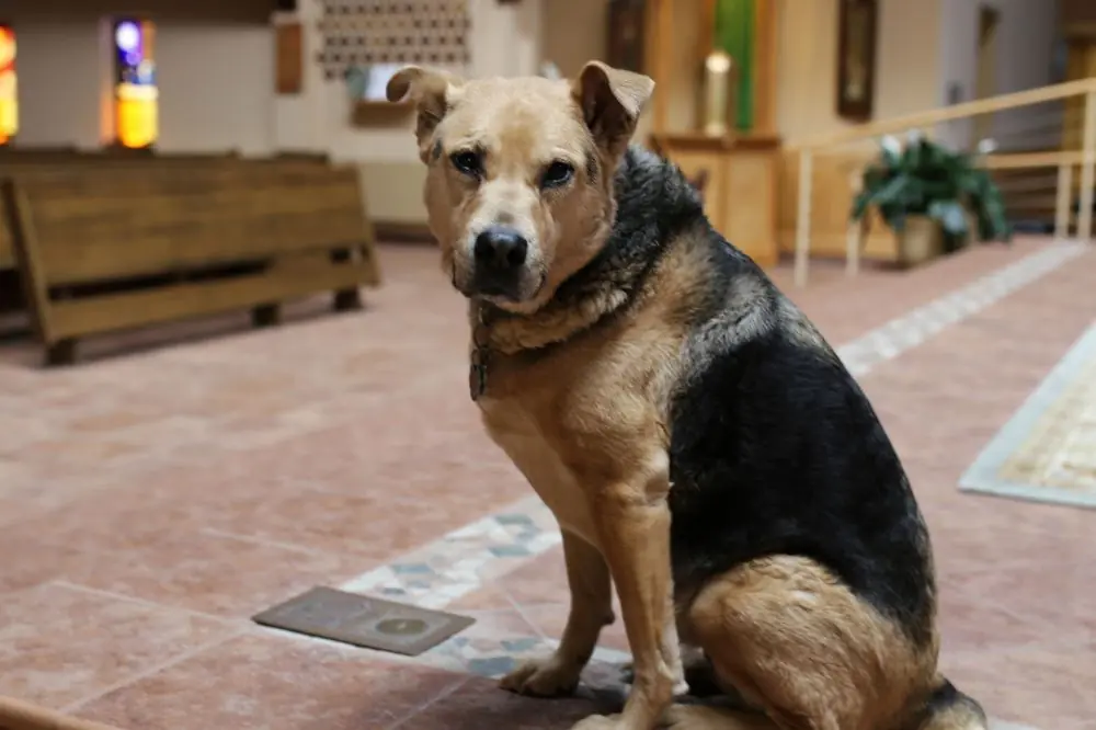 Cómo prevenir el envejecimiento prematuro en perros mayores 