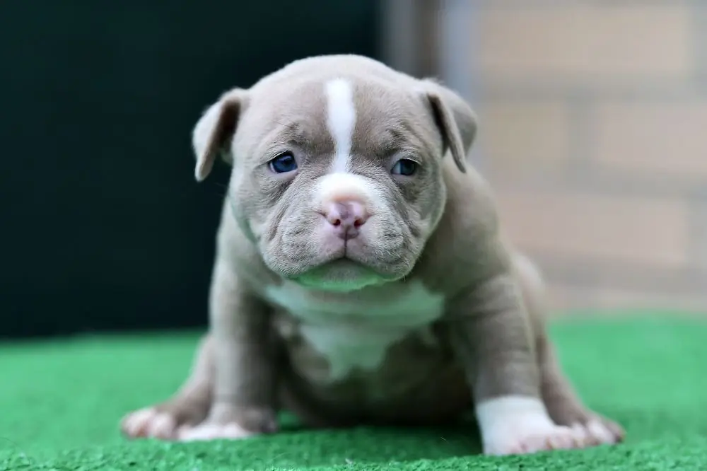 Guía sobre el cachorro de American Bully: socialización, cuidados y alimentación