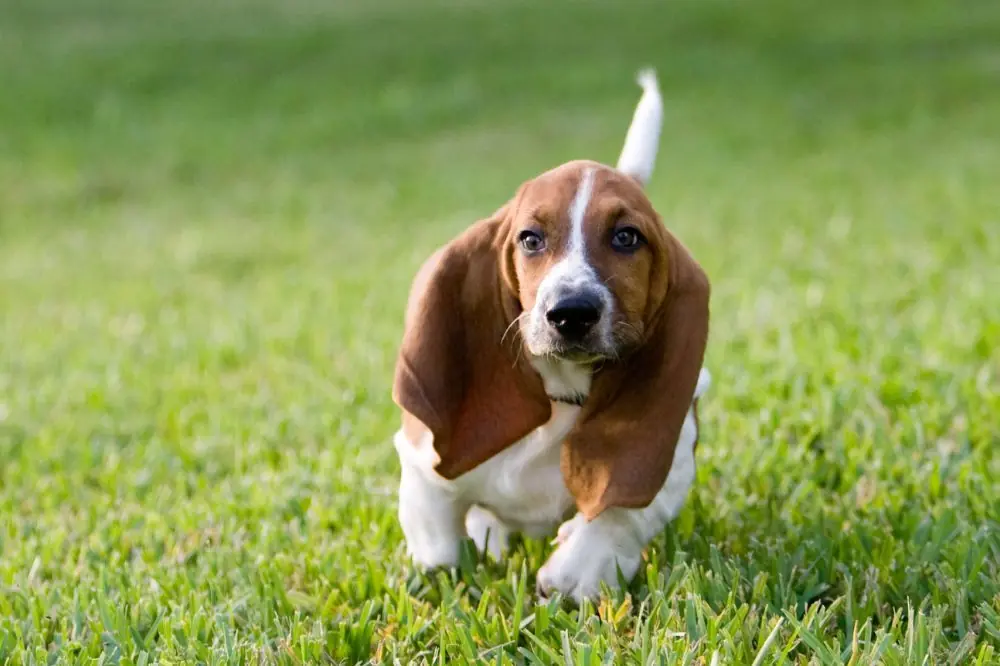 Guía sobre el cachorro de Basset Hound: socialización, cuidados y alimentación
