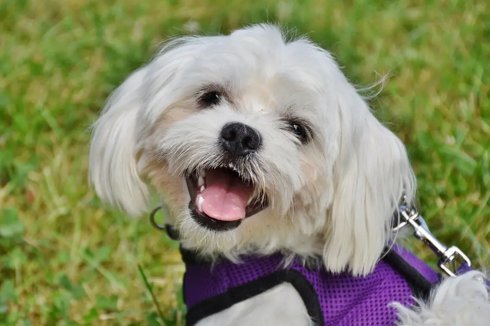 Guide sur le chiot Bichon Maltais: socialisation, soins et alimentation